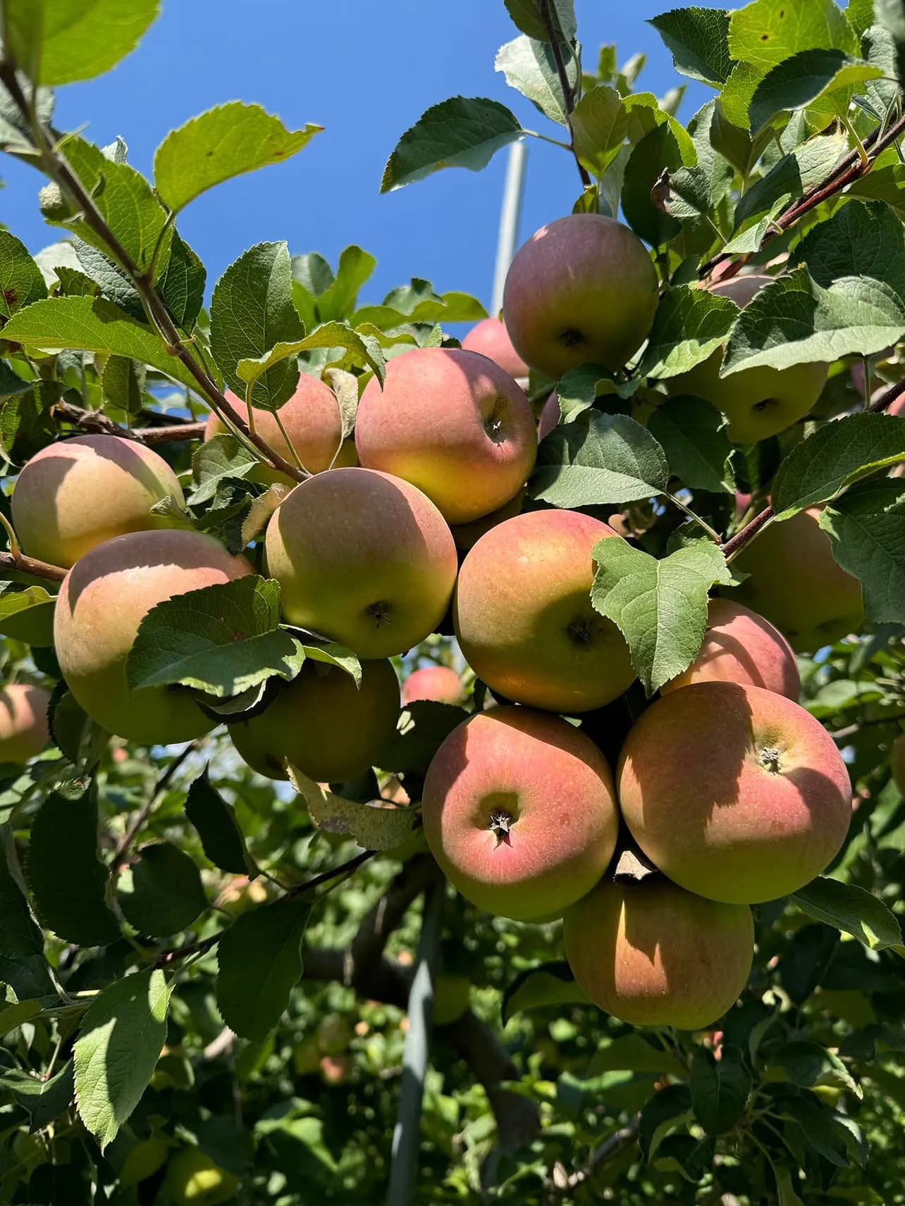 Fairmount Fruit Farm