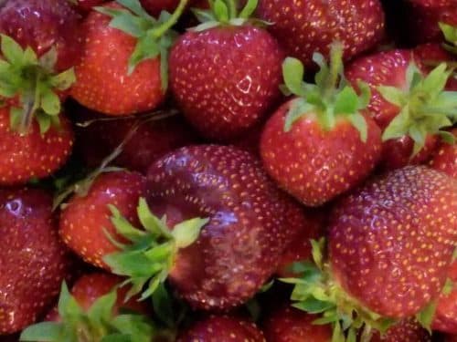 Carter's Red Wagon Farm