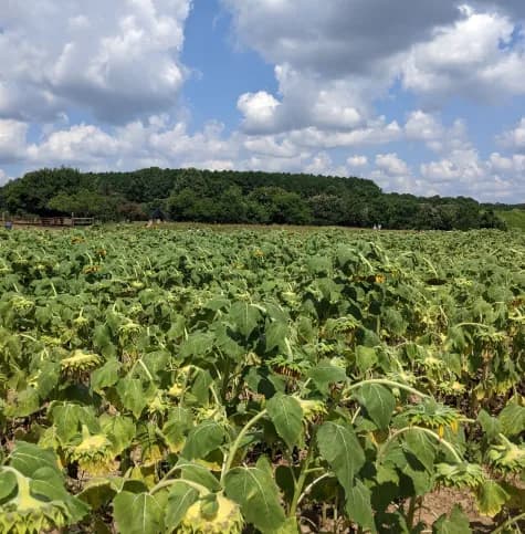 Sunflower Field at Dix Park
