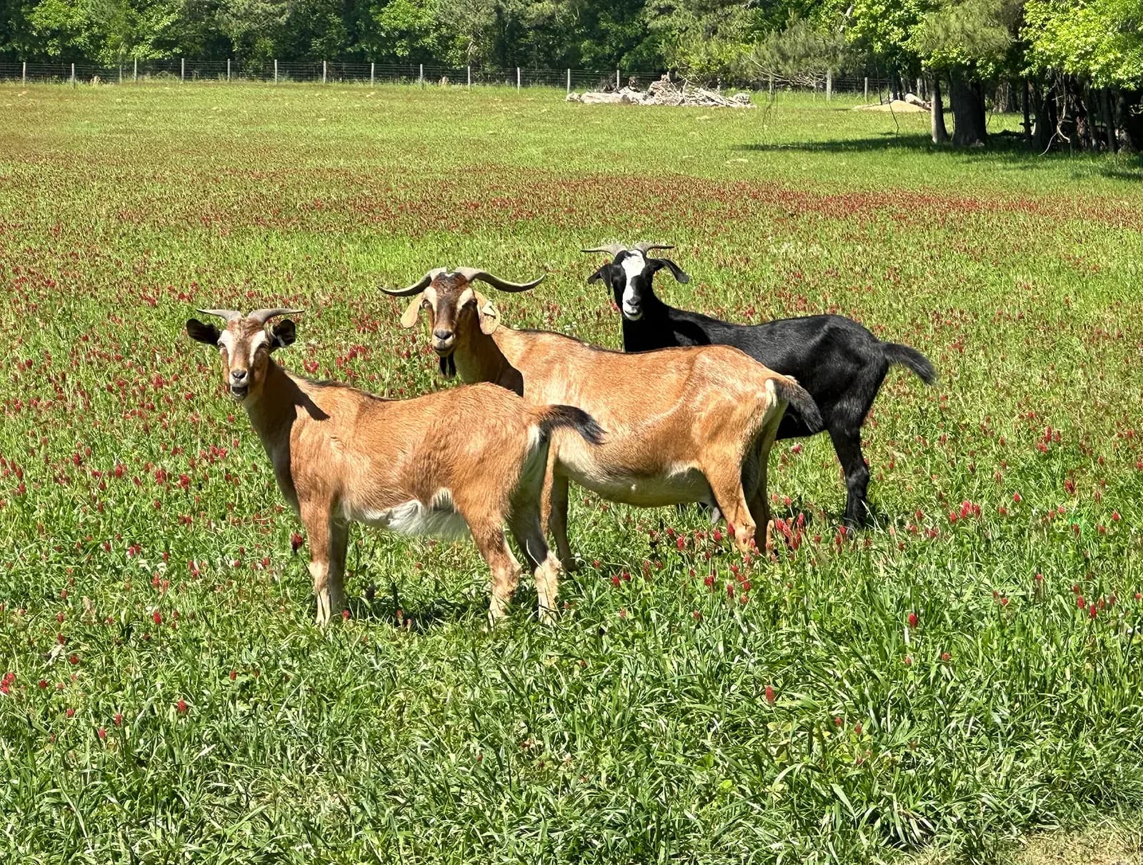 Cane Gully Cattle and Goat Company