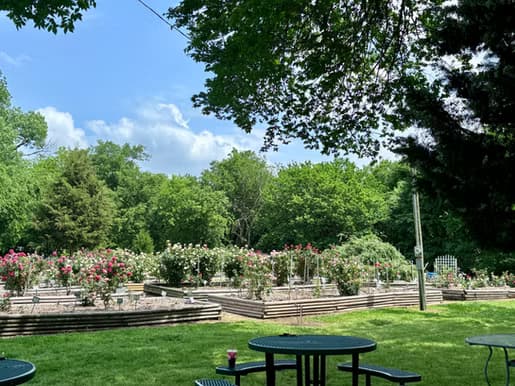 Gemini Peach and Rose Farm