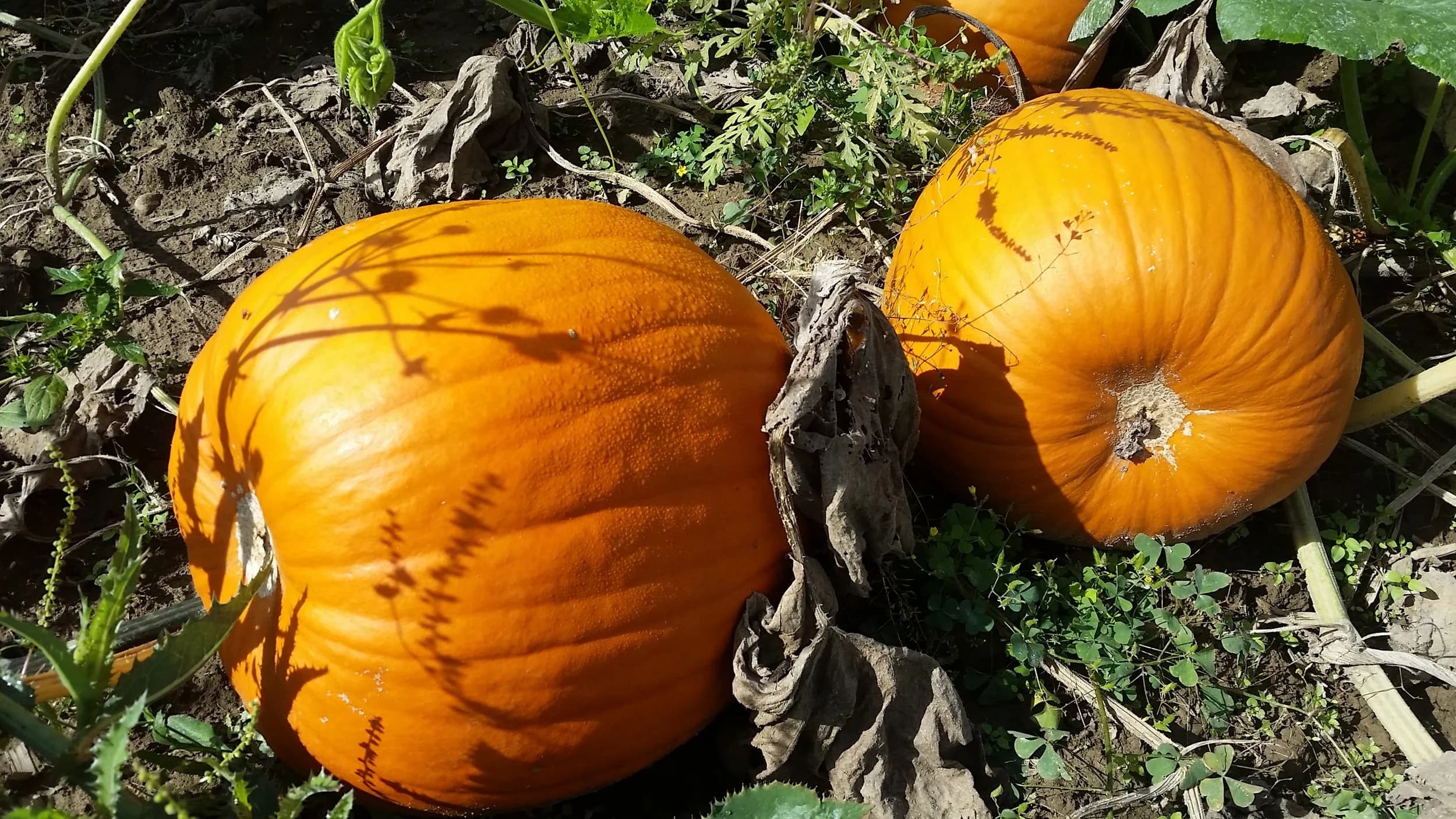 Pumpkin Head Pumpkin Patch & Corn Maze