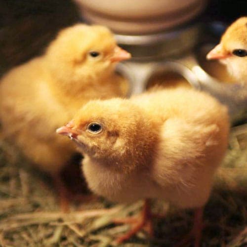 Hawthorne Country Store Santee