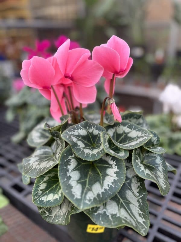 Sixteen Acres Garden Center