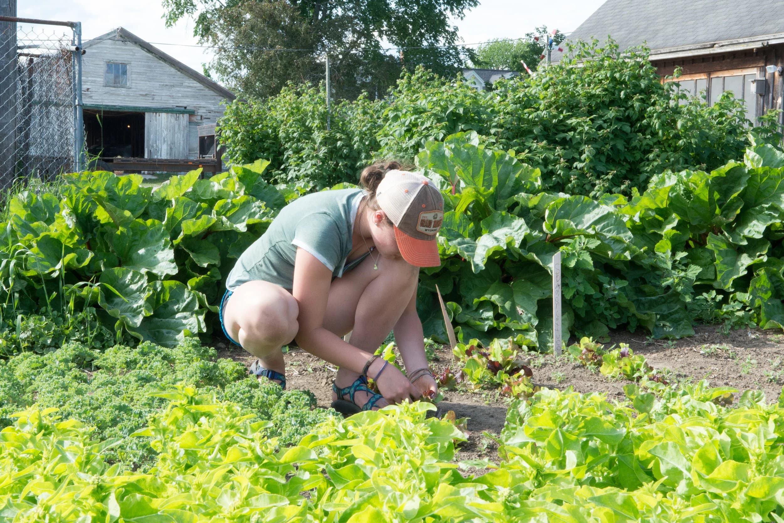 SPRING BROOK FARM and MARKET