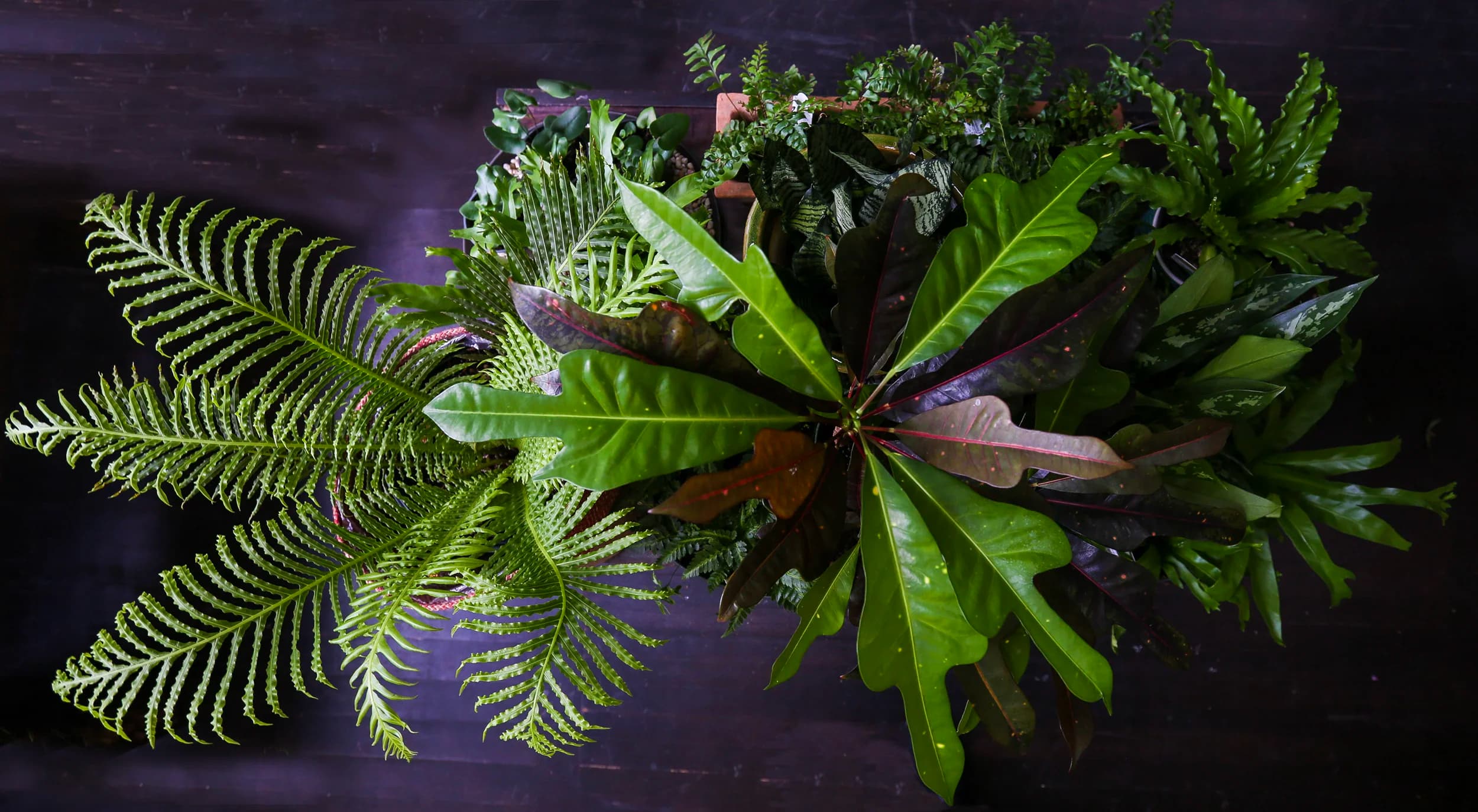 Cultivate Urban Rainforest & Gallery