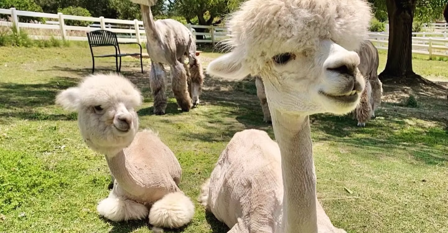 Canzelle Alpacas