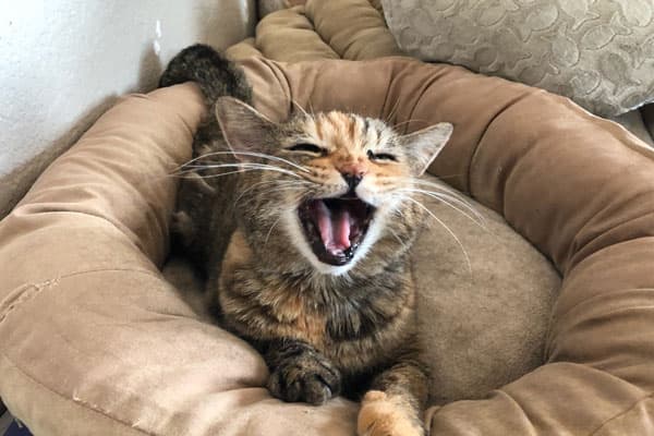 Circle L Ranch Animal Rescue And Sanctuary