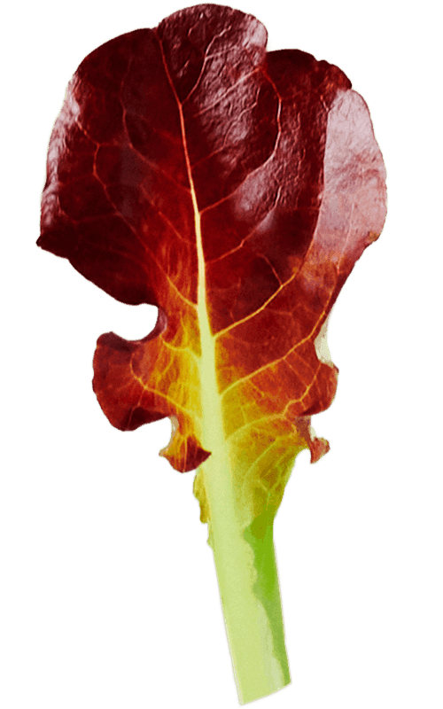 Square Roots Urban Growers