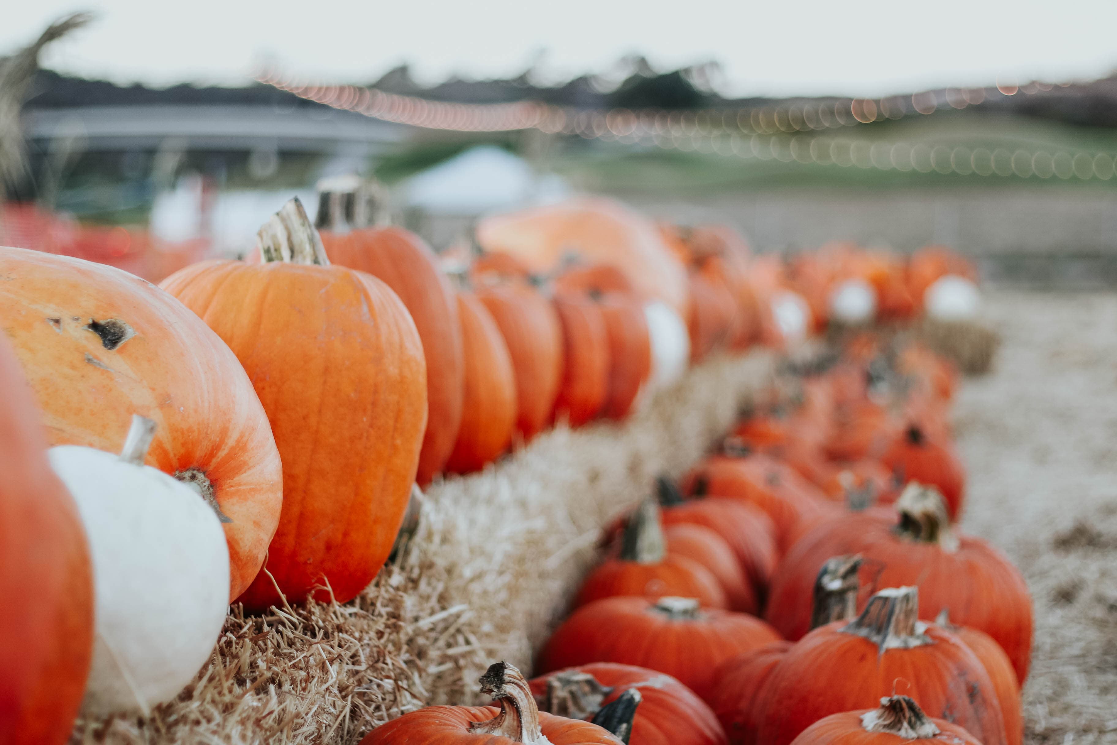 Pumpkin & Polar Palooza