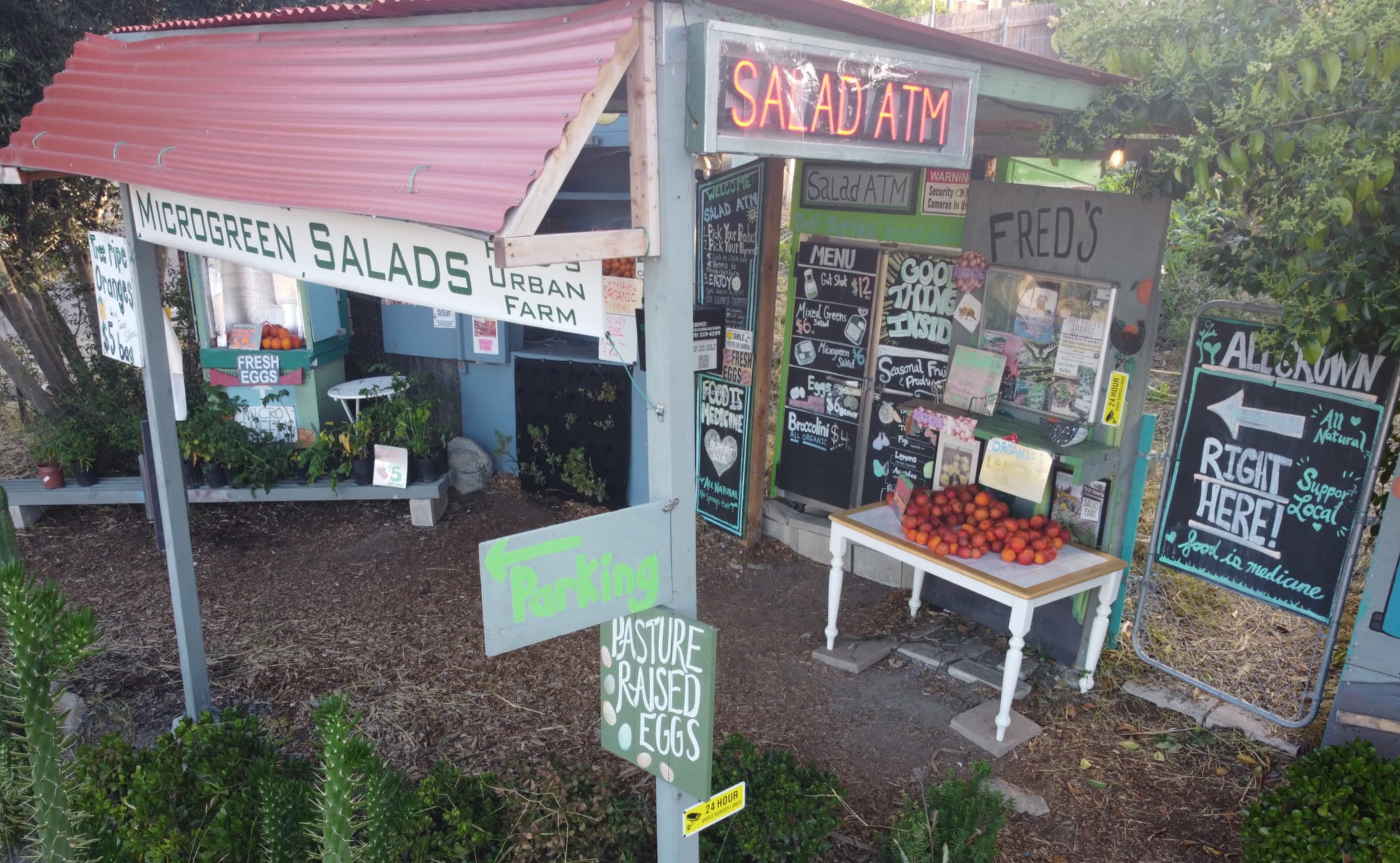 Fred's Urban Farm- Microgreens