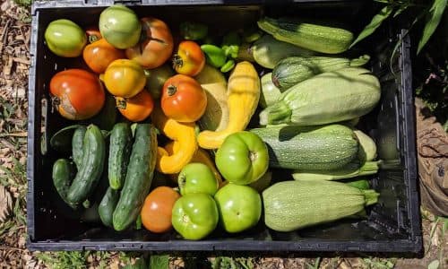 Rooted: Madison School Farm