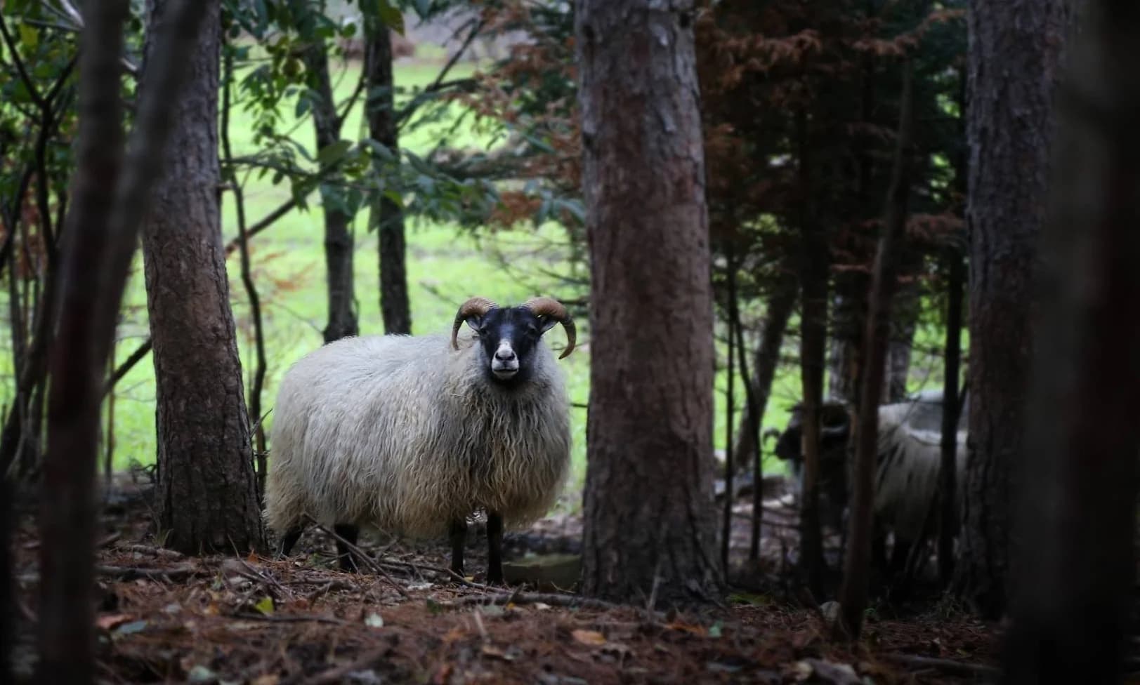 Whitney Creek Farm Icelandic Sheep & Berkshire Hogs