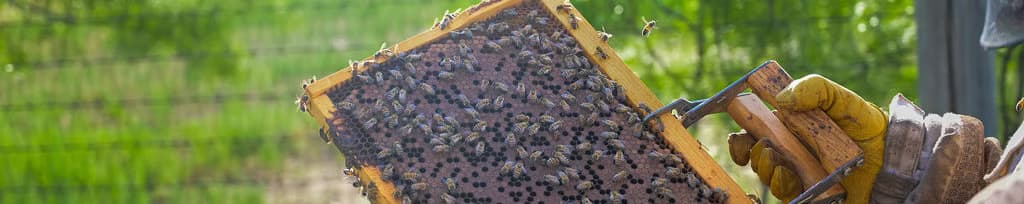 Sadie Grace Farms LLC