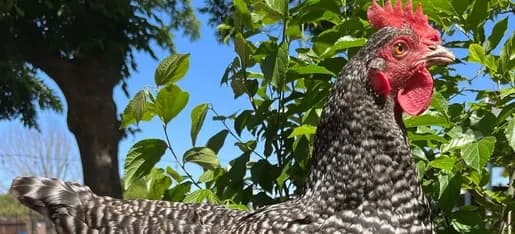 Sunflower and Bluebonnet Farms