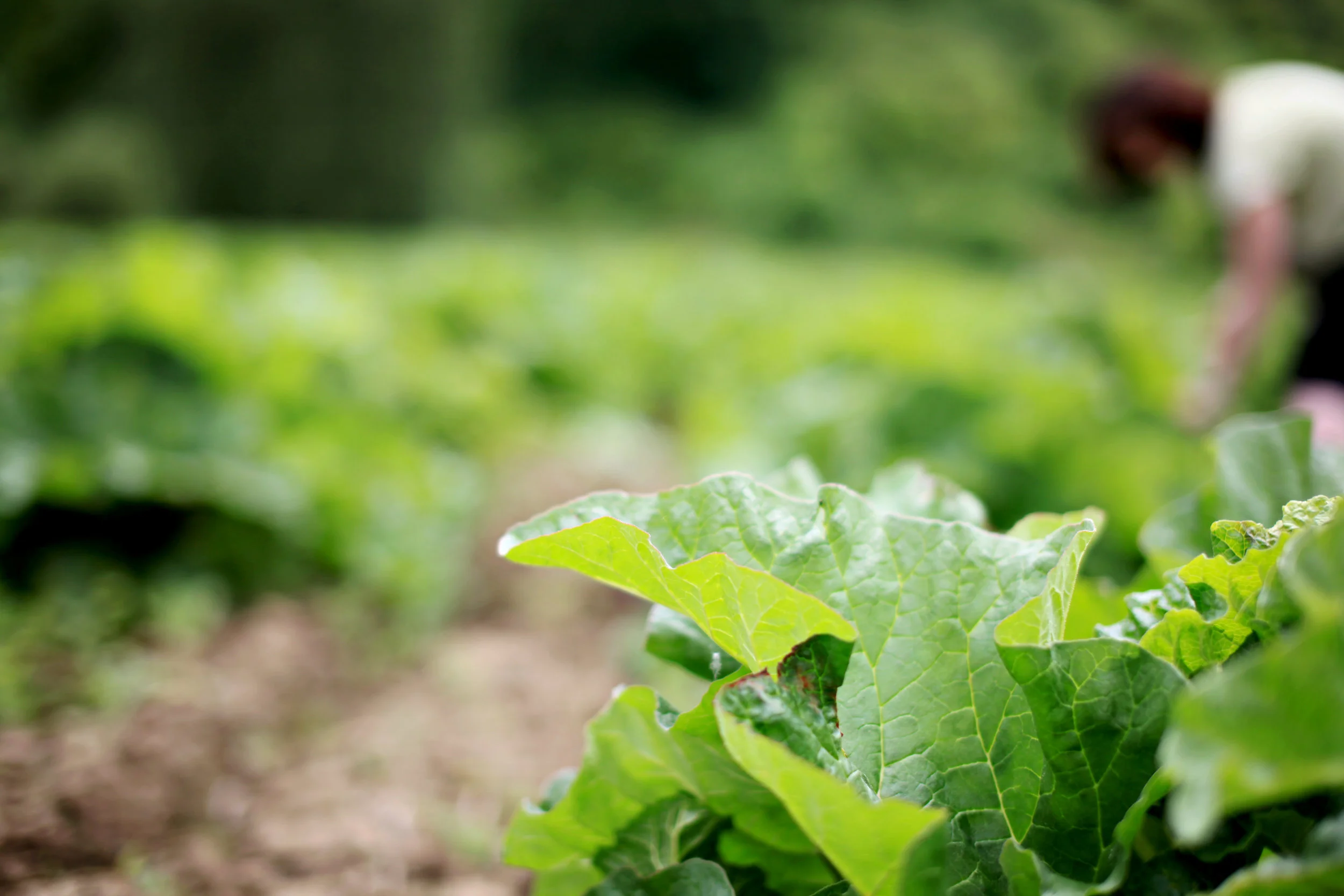 Mosby Farms Pumpkin Patch