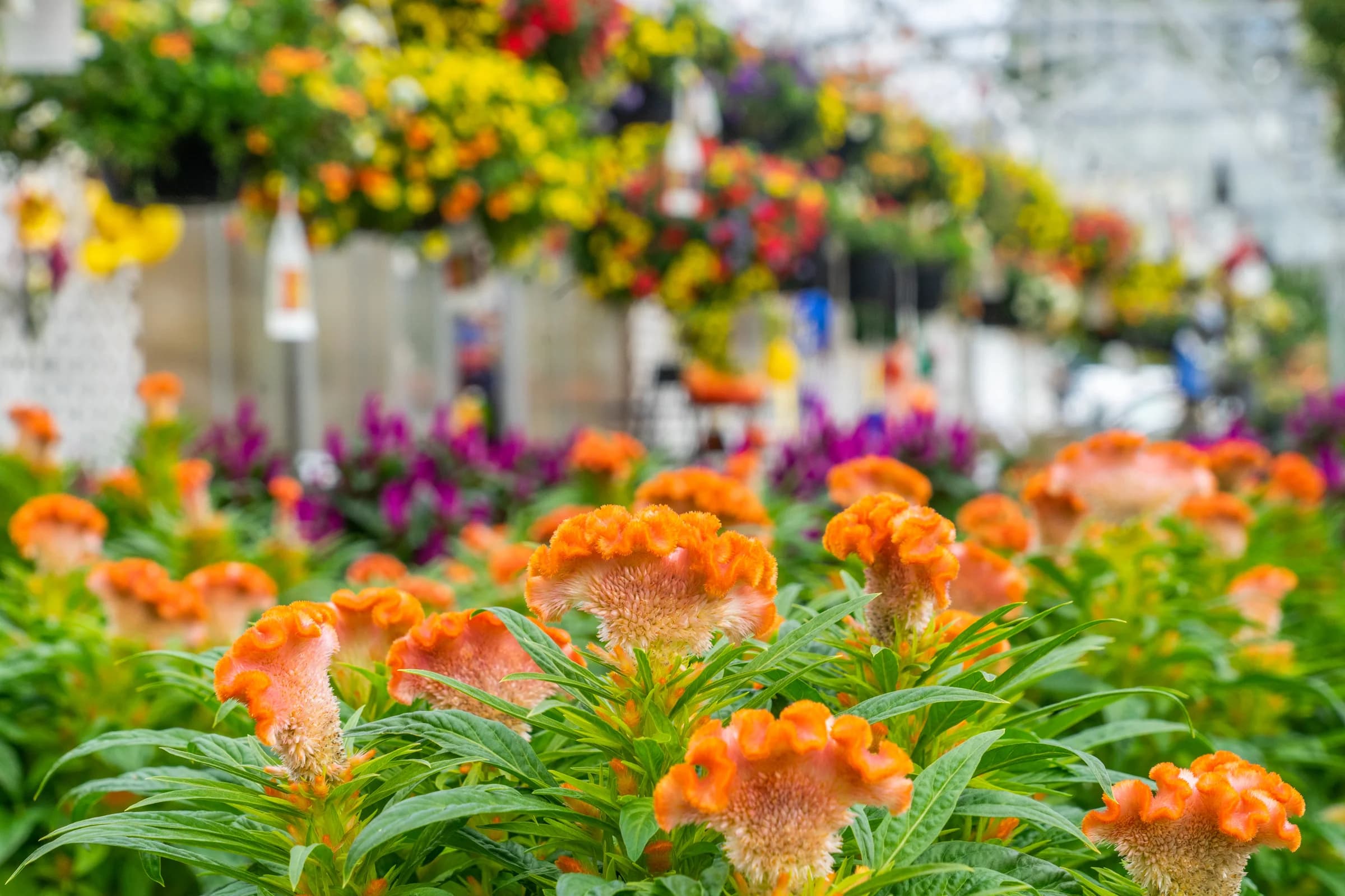 Sunny Valley Farm & Market