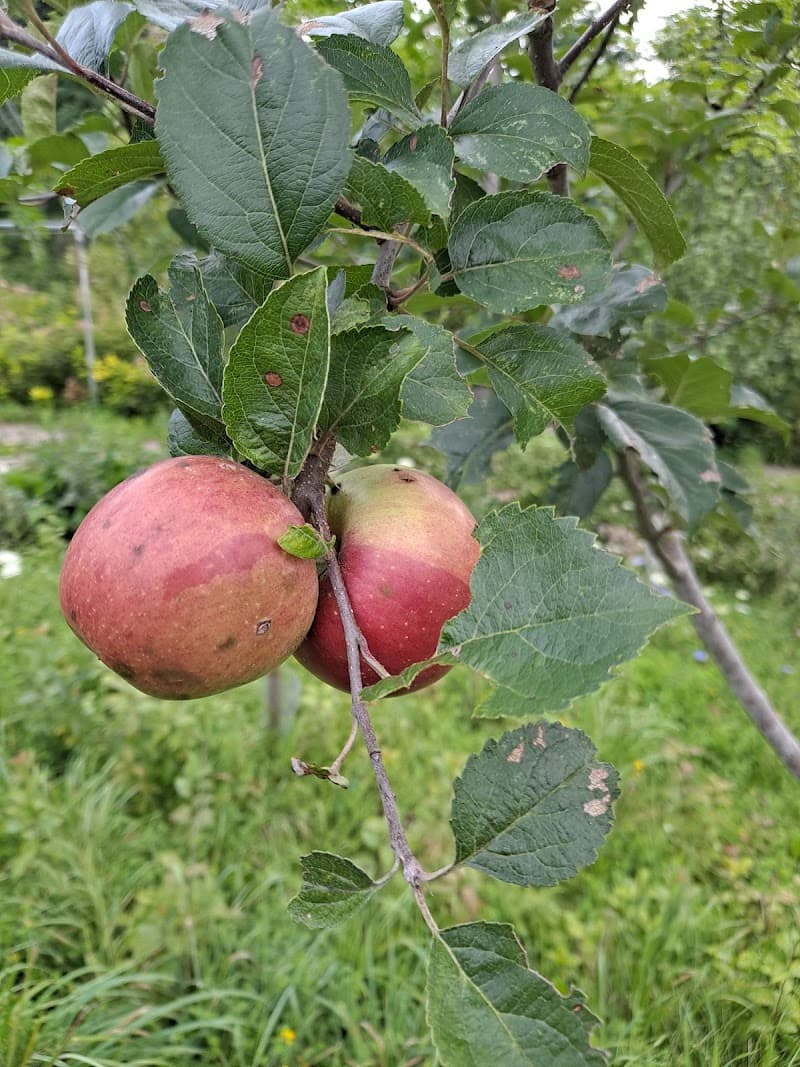 Alexandria Bay Farmers Market
