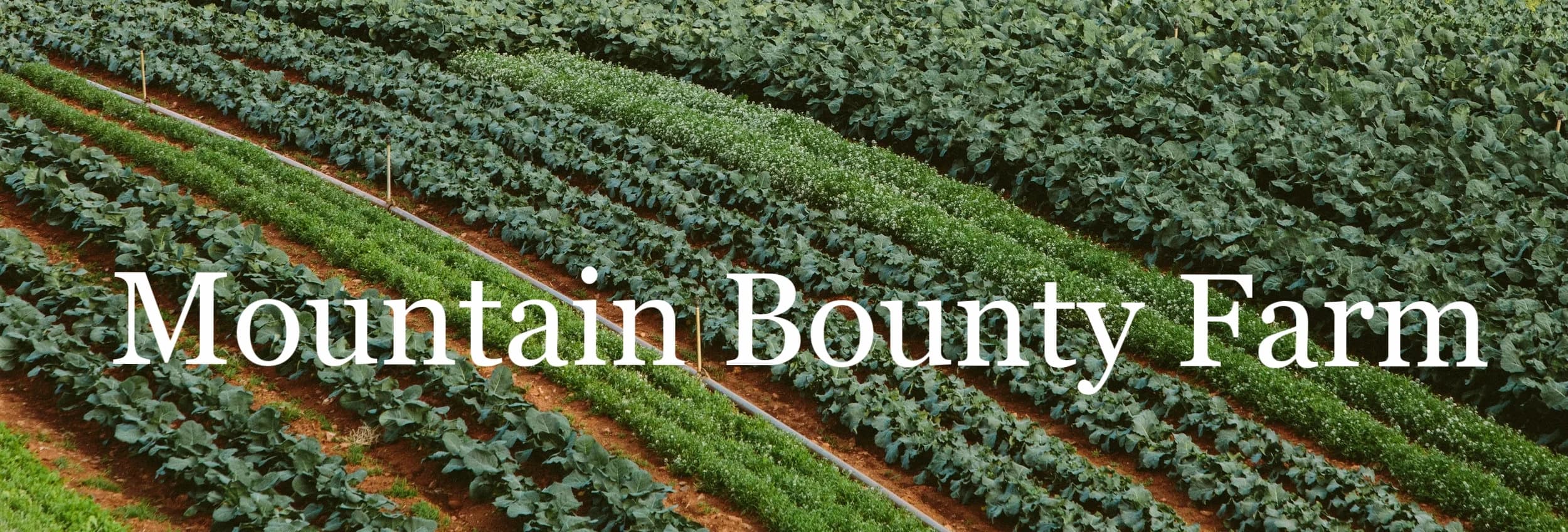 Mountain Bounty Farm