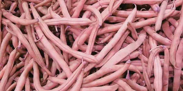 Lance family world golf village farmers market