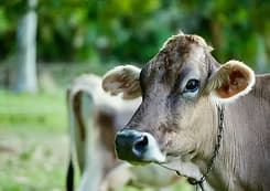 Jupiter Creamery Farm & Events