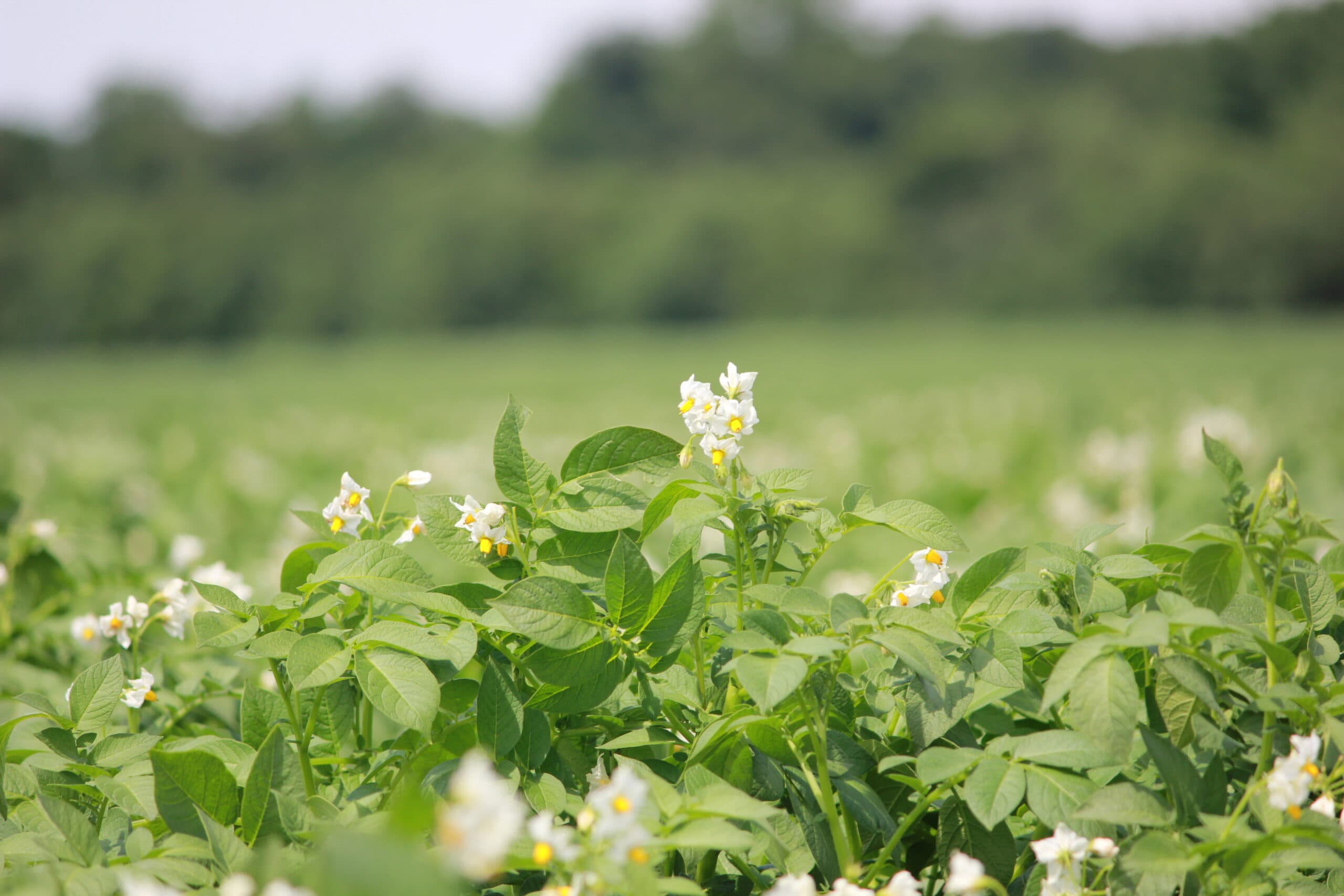 Northern Plains Potato Growers