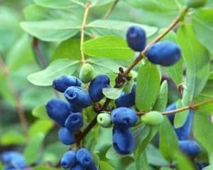 Lyman Orchards Pick Your Own