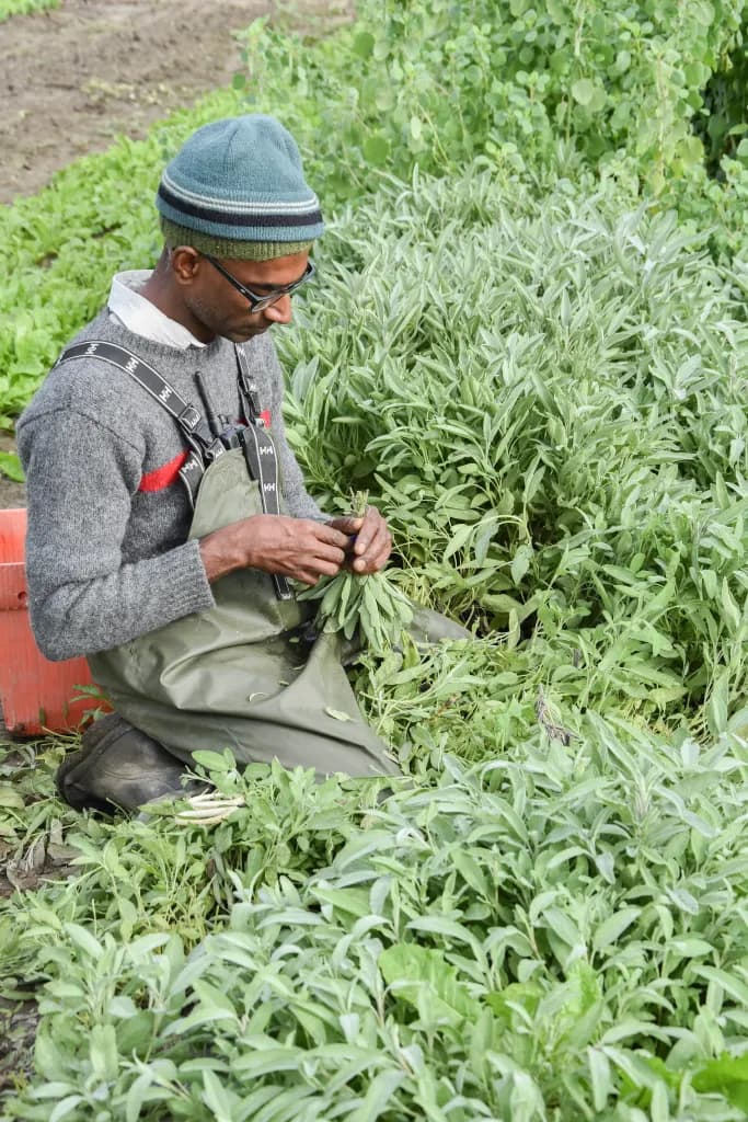 Diggers Mirth Collective Farm