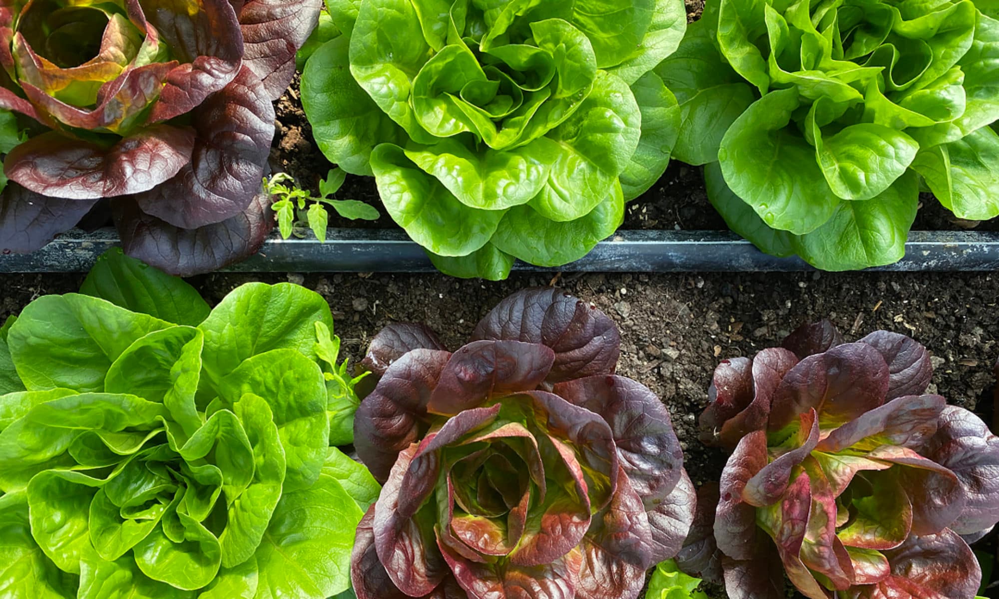 Pleasantville Farmers Market - Outdoor