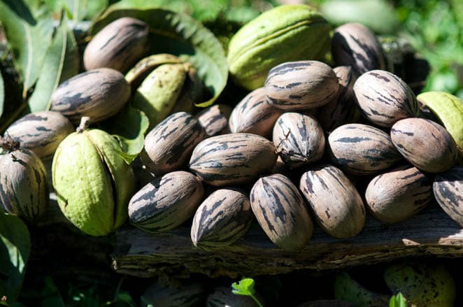 Cromartie Pecan Farm