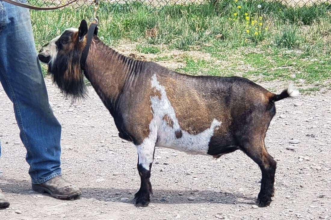 Hickory Leaf Dairy Goats