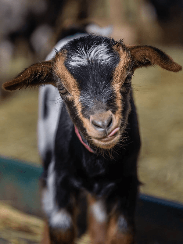 Barnyard Buddies, LLC.