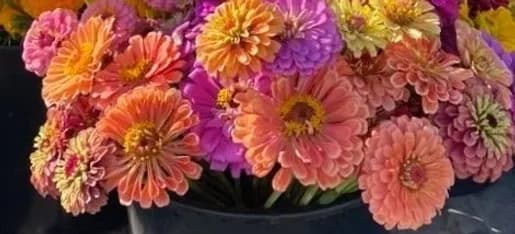 Clover Creek Gardens