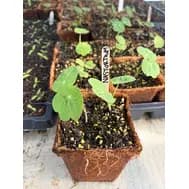 Harvestly- Central Coast Farmer's Market, Delivered.