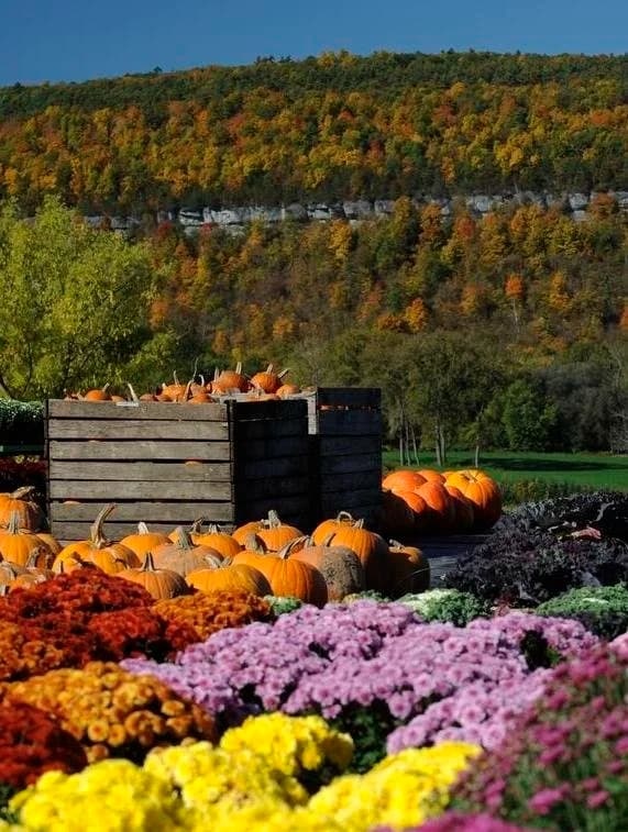 Schoharie Valley Farms/The Carrot Barn