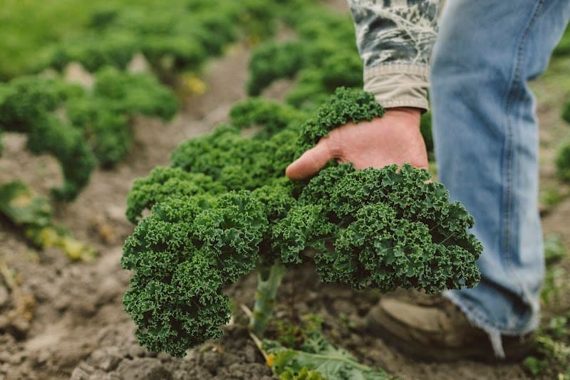 Eastern Carolina Organics