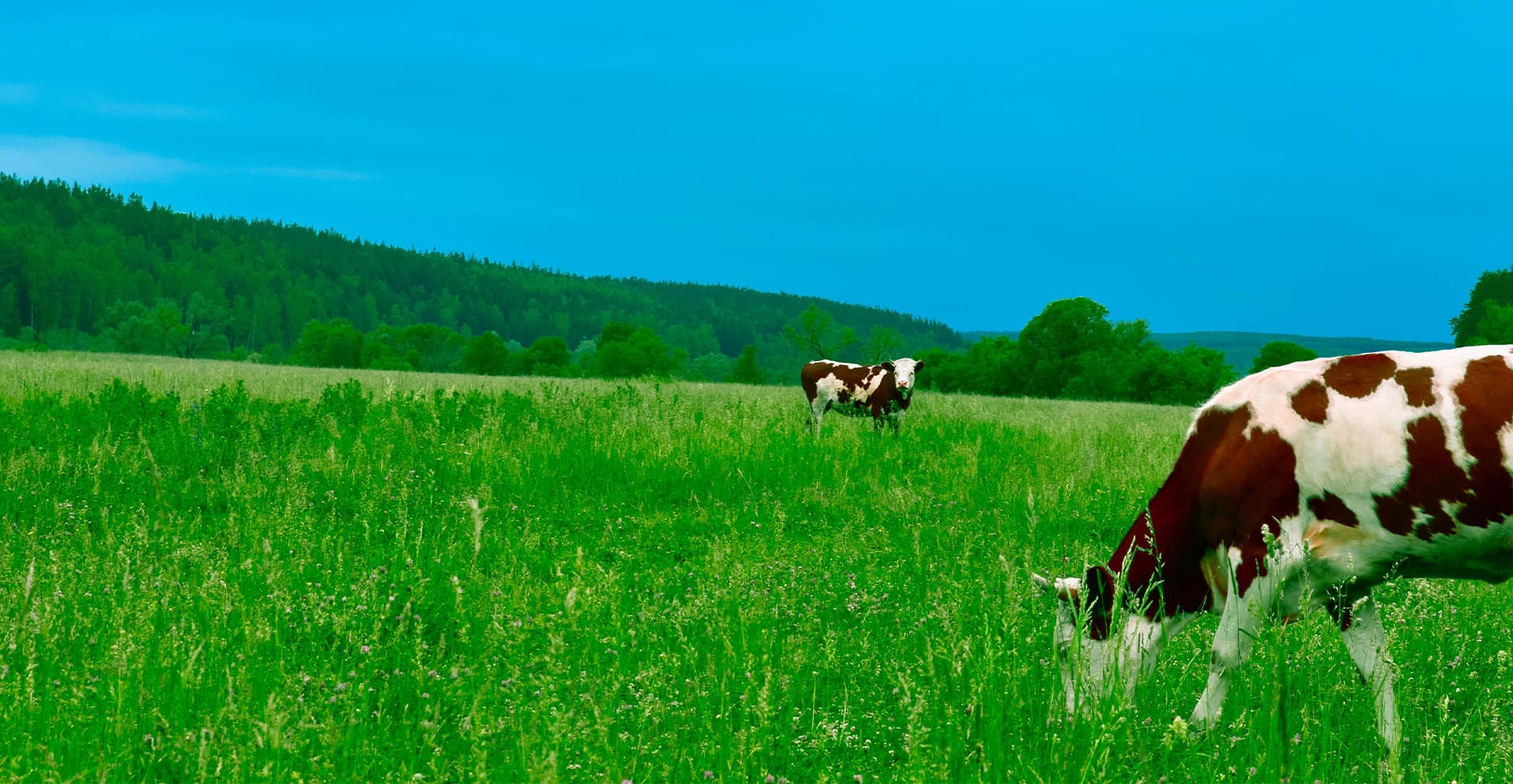 East Texas Seed Company