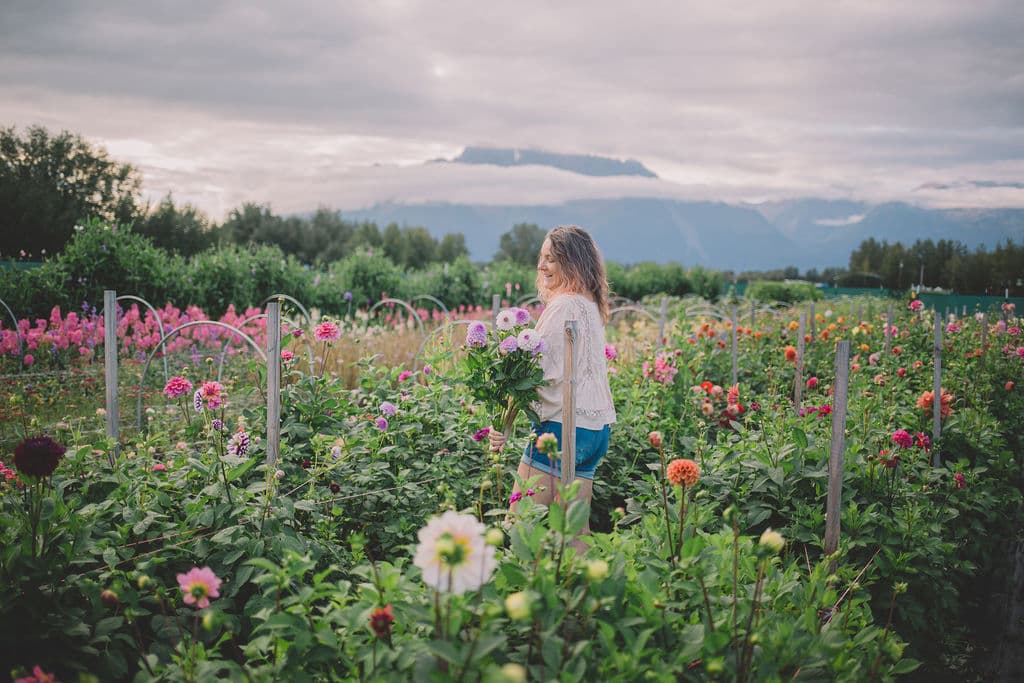 All Dahlia'd Up Flower Farm