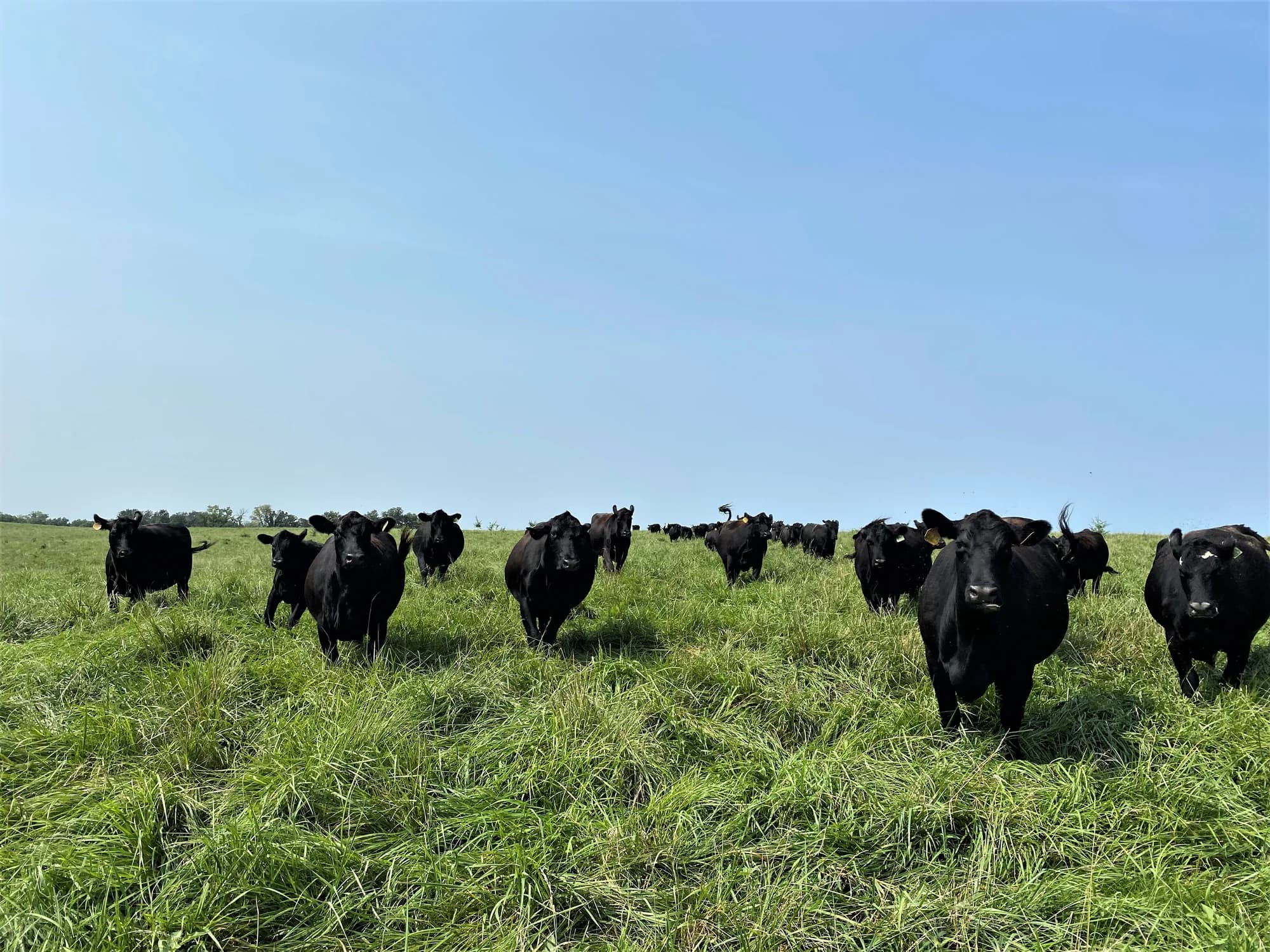 Green Grass Cattle Company + Mercantile