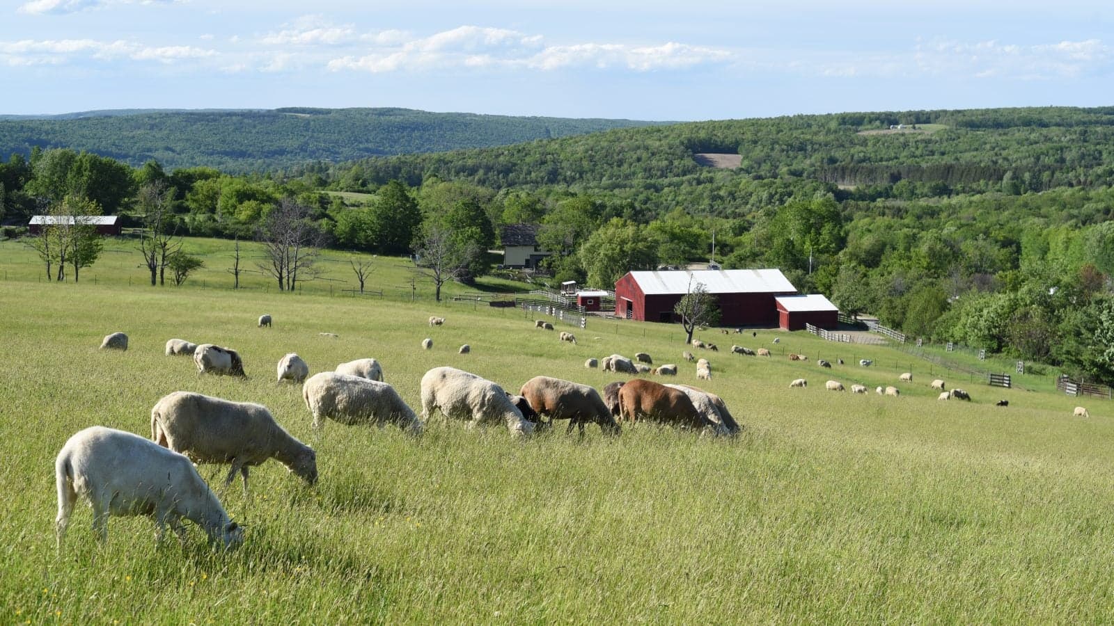 Farm Sanctuary