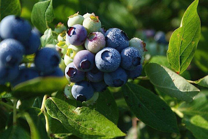 Thunderbird Berry Farm