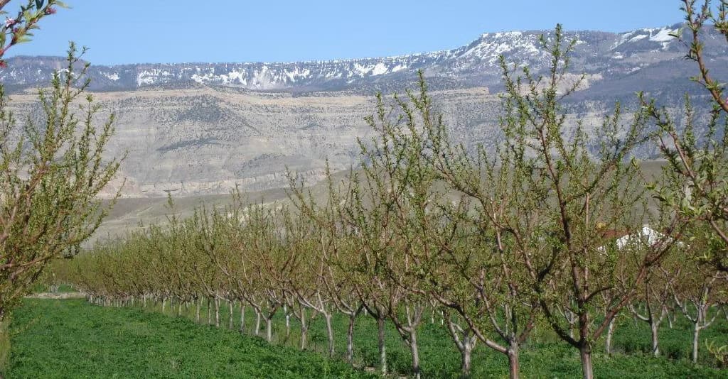 C & R Farms-Palisade Peaches