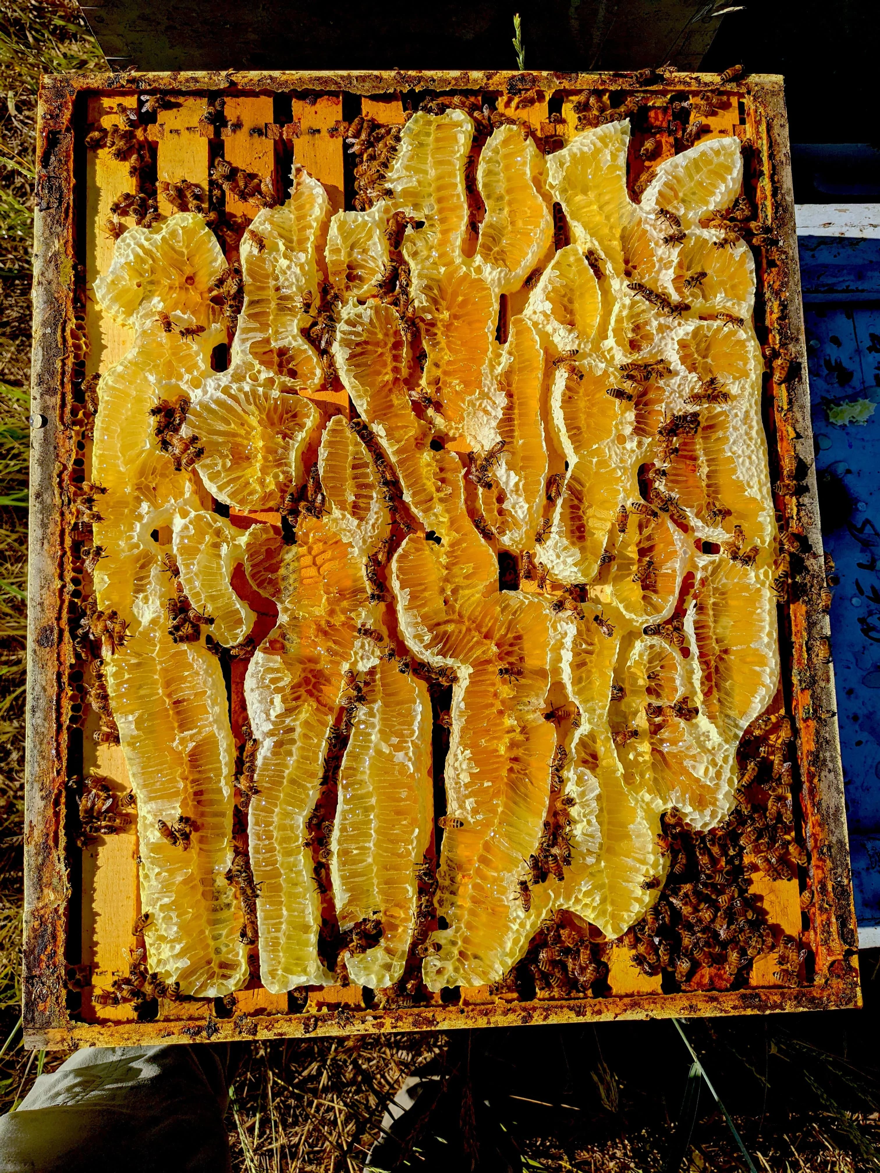 Homers Honeybee and Supplies