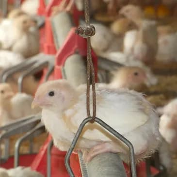 Baffoni's Poultry Farm