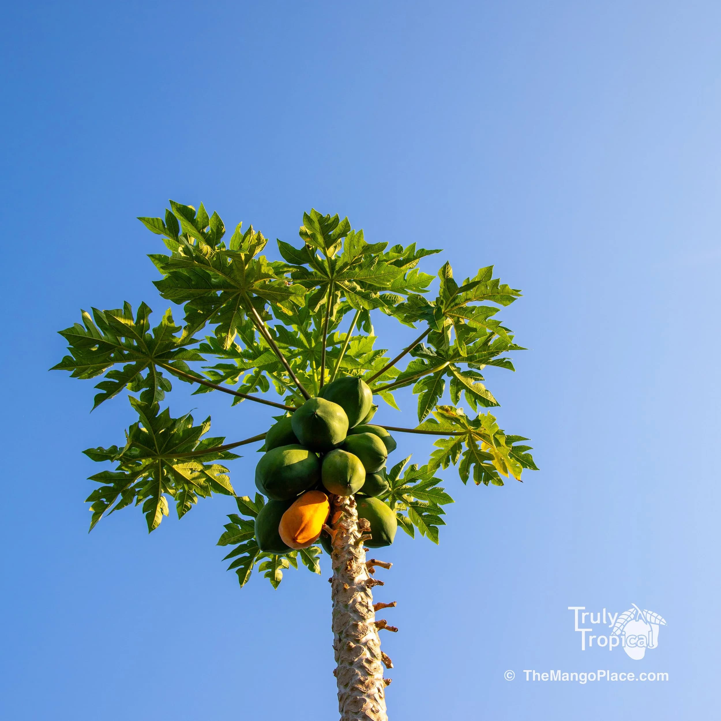 Truly Tropical Mangos & Fruit