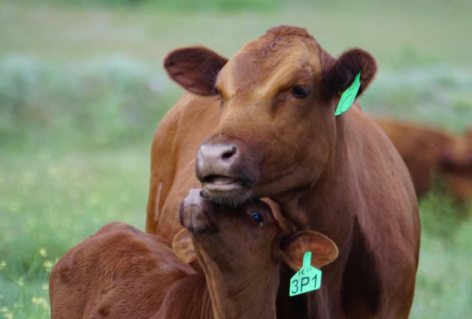 Cherokee Ranch & Castle