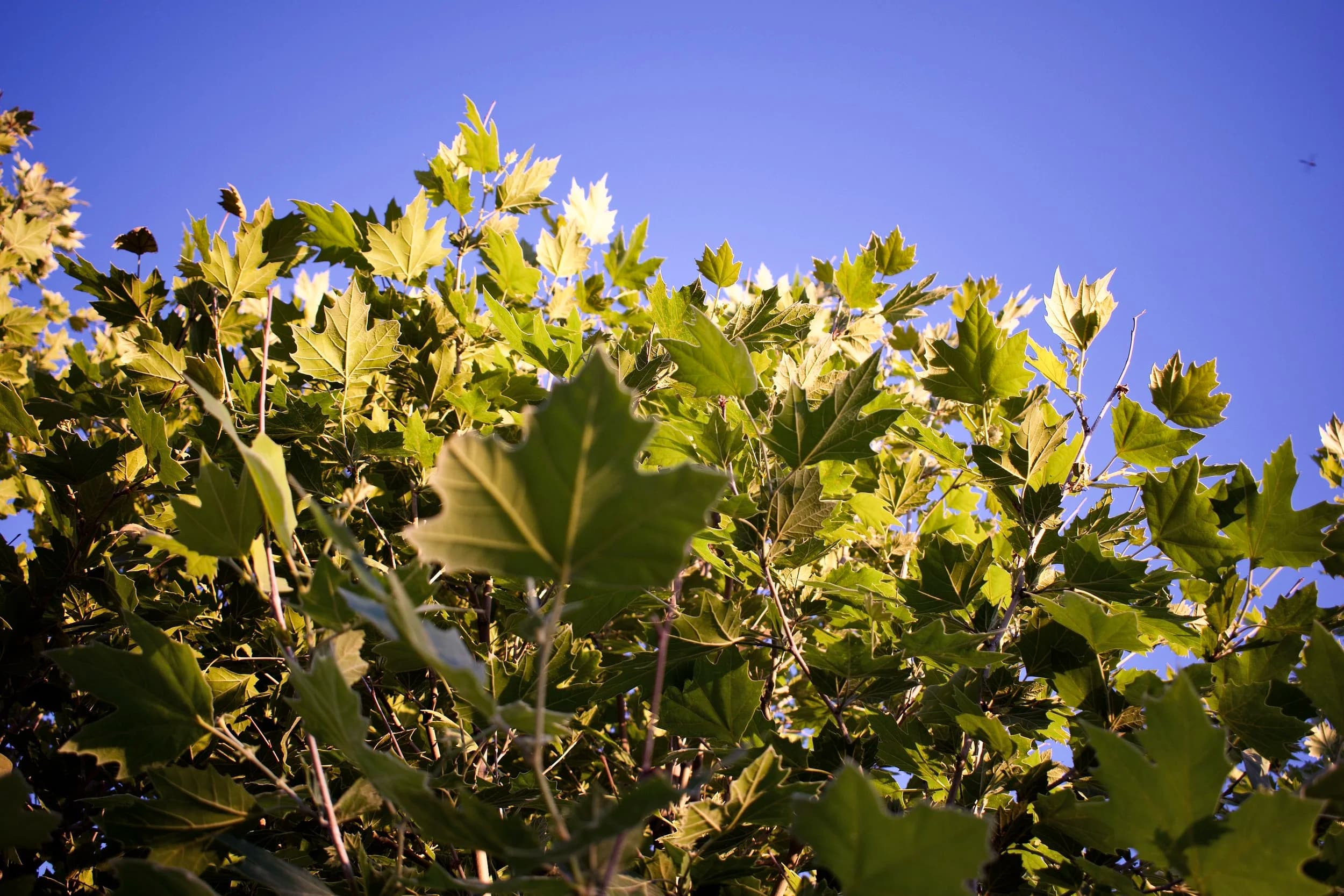 Zollinger Fruit & Tree Farm