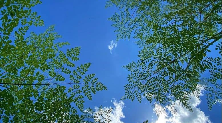 Walburg Family Farms