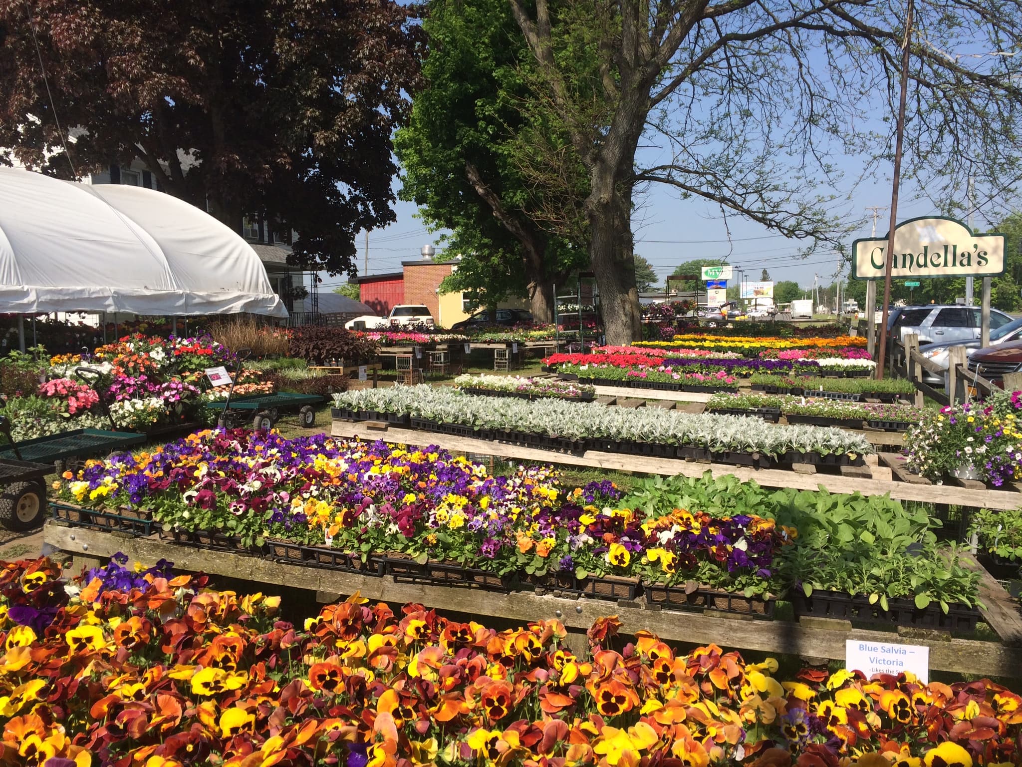 Candella's Farm & Greenhouses