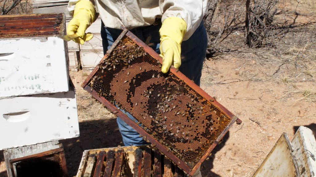 Golden Rule Honey LLC